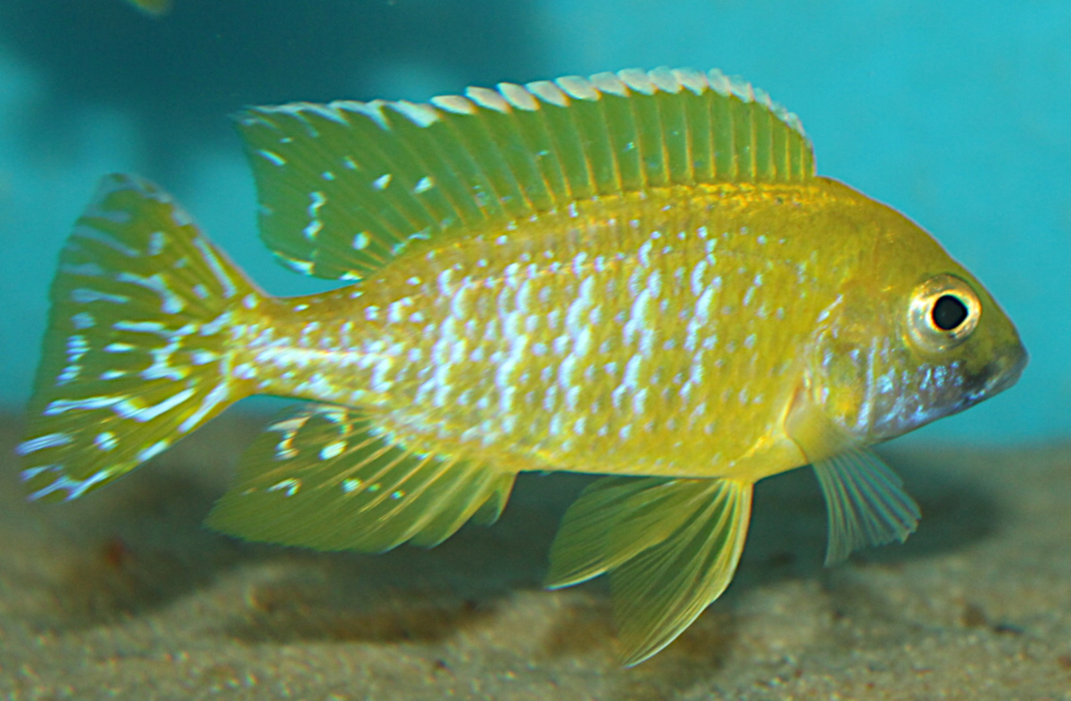 Aulonocara Baenschi Benga