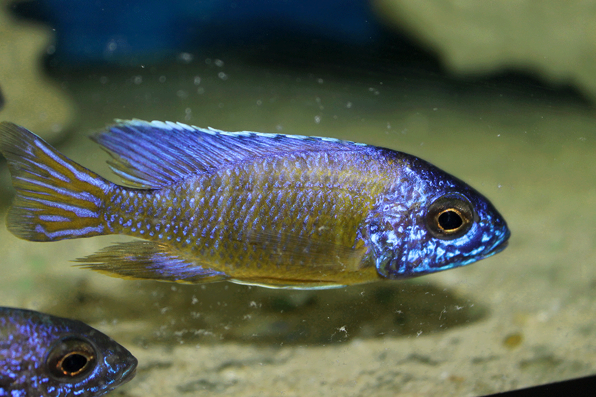 Aulonocara Blue Neon Chiwindi (Moz)