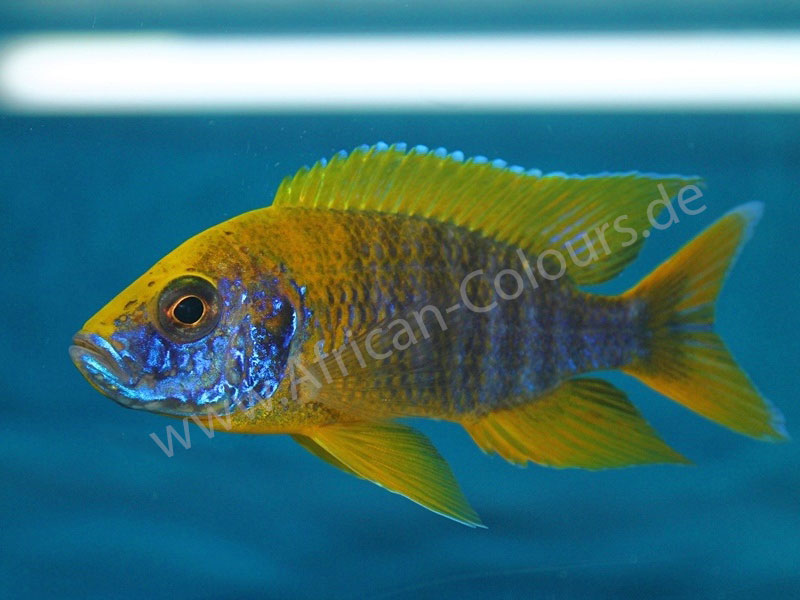 Aulonocara Mamelela Undu Reef