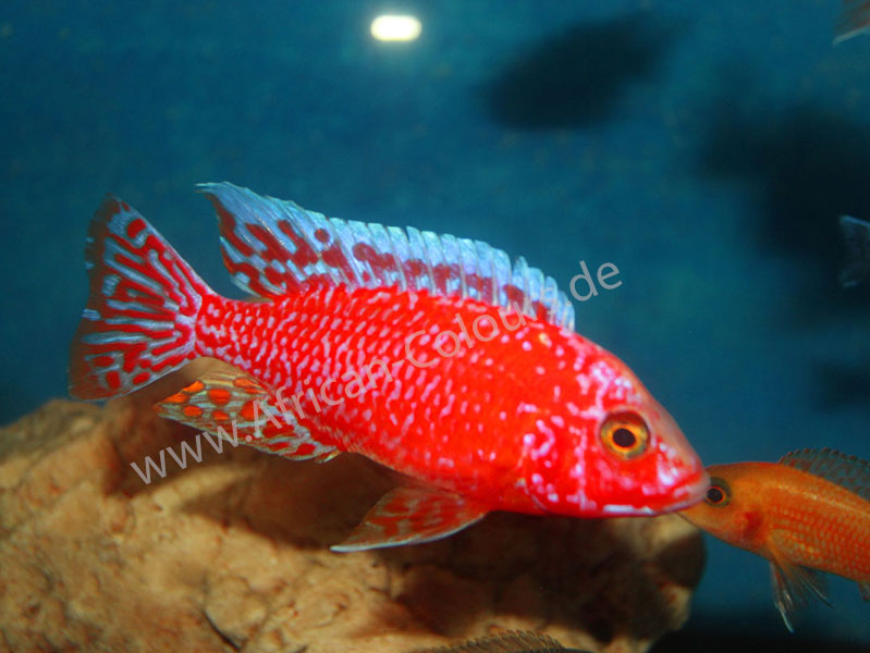 Aulonocara Firefish