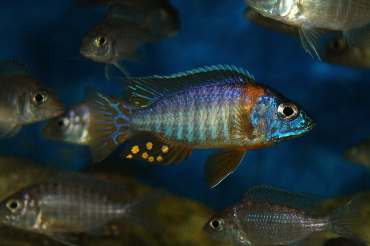 Aulonocara Korneliae
