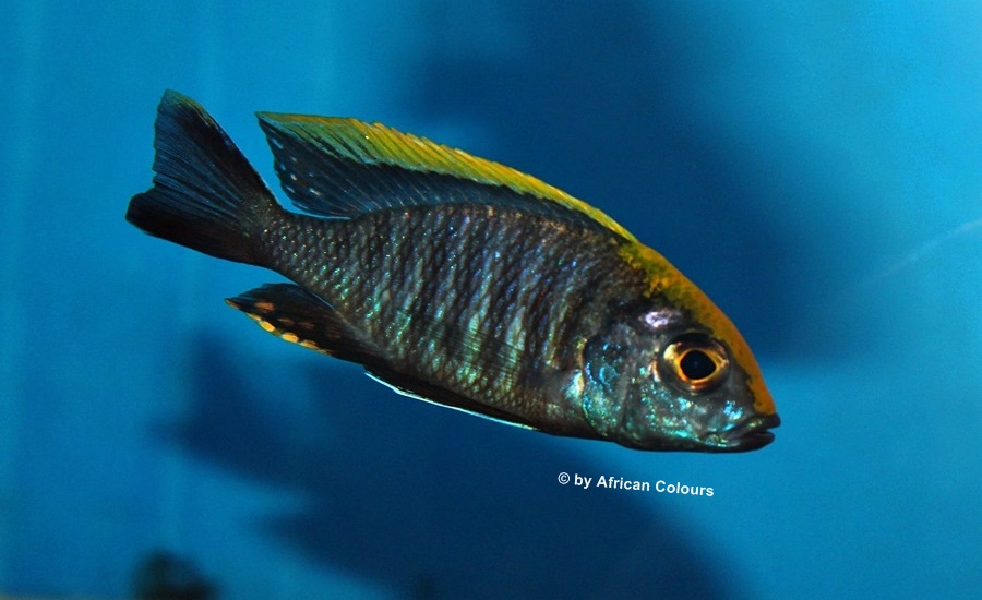 Aulonocara Maylandi Eccles Reef