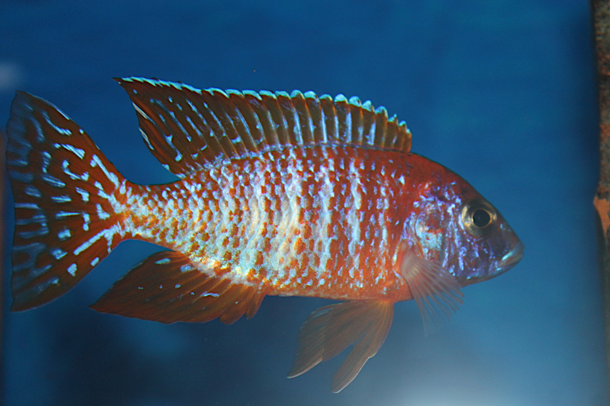 Aulonocara Red Rubin