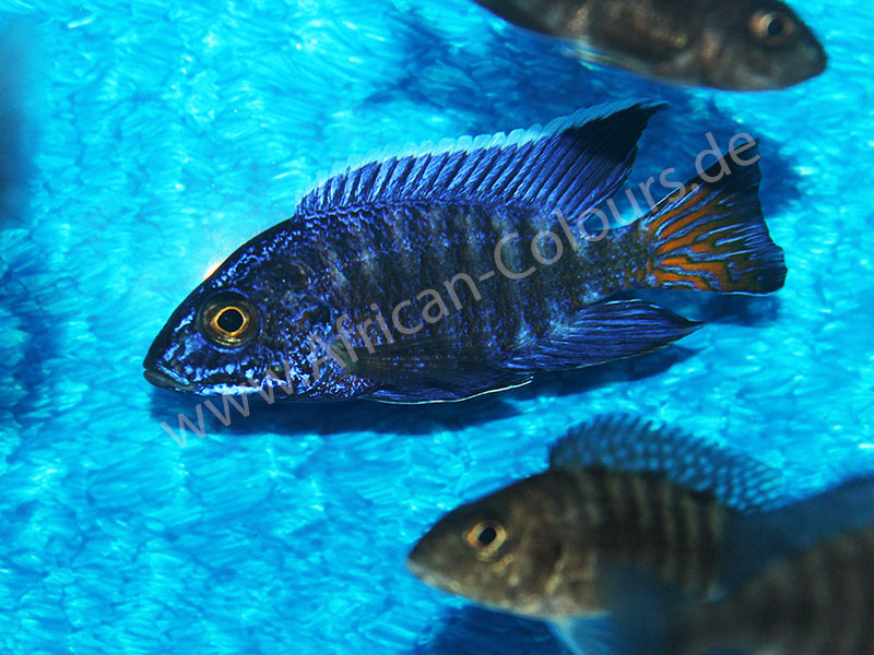 Aulonocara Stuartgranti Chilumba