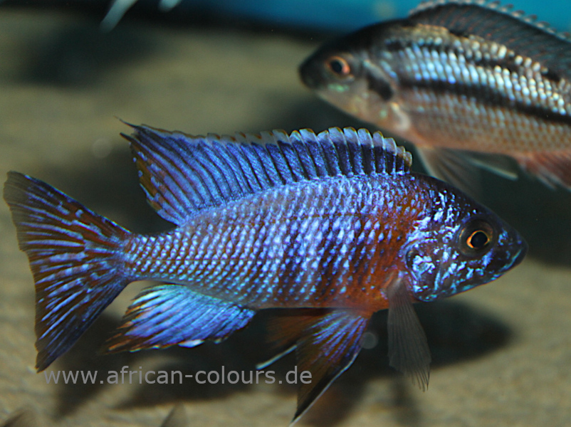 Aulonocara Stuartgranti Chiloelo