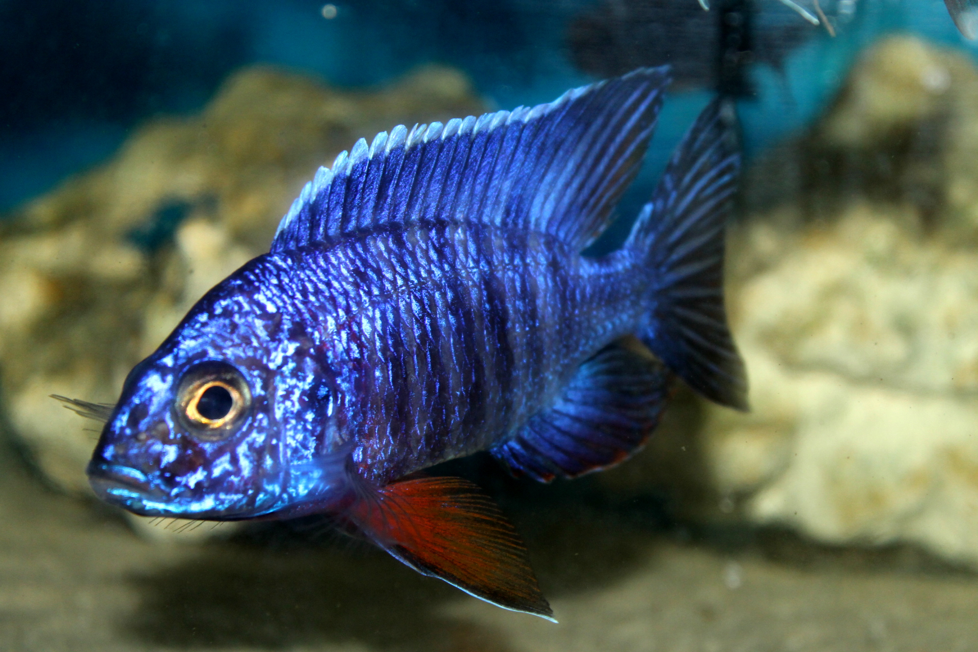 Aulonocara Stuartgranti Cobue