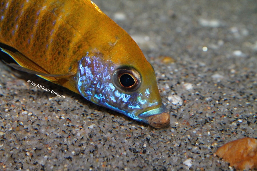 Aulonocara Stuartgranti Maleri