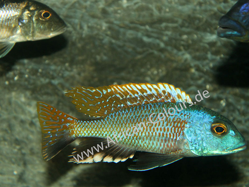 Buccochromis Nototaenia