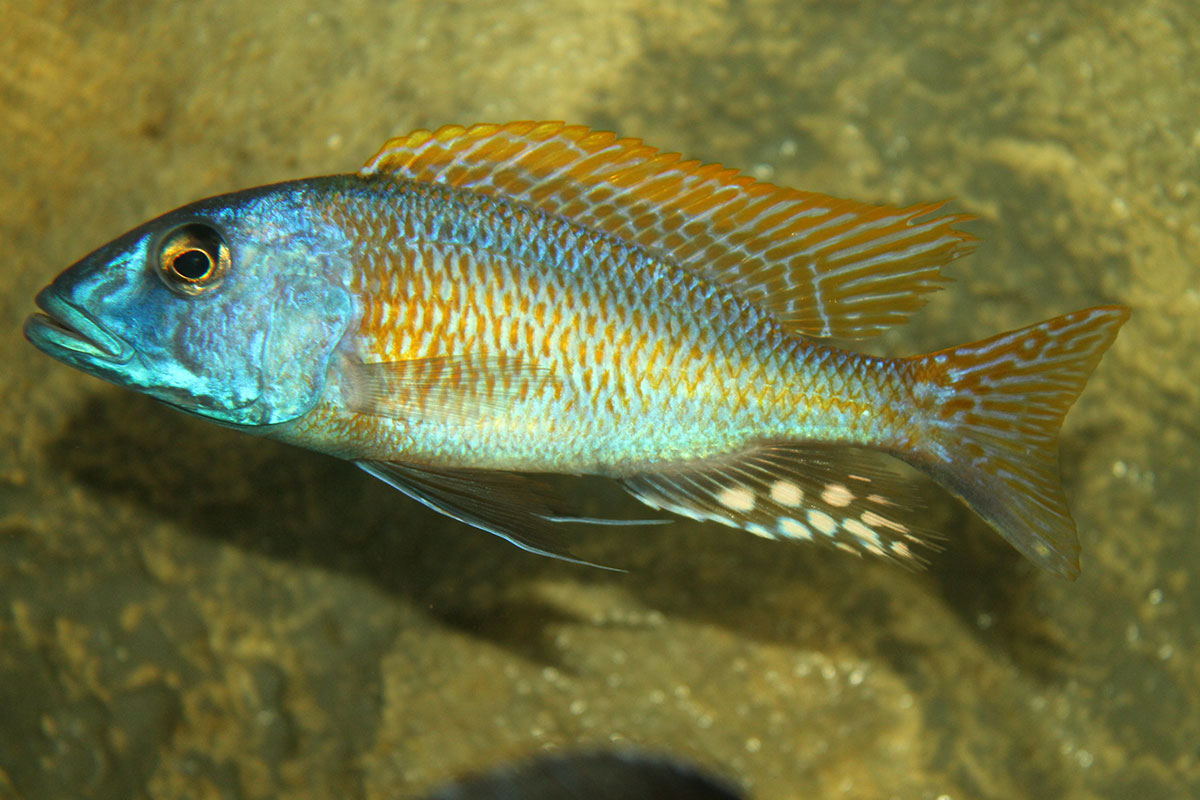 Buccochromis Rhoadesi Yellow