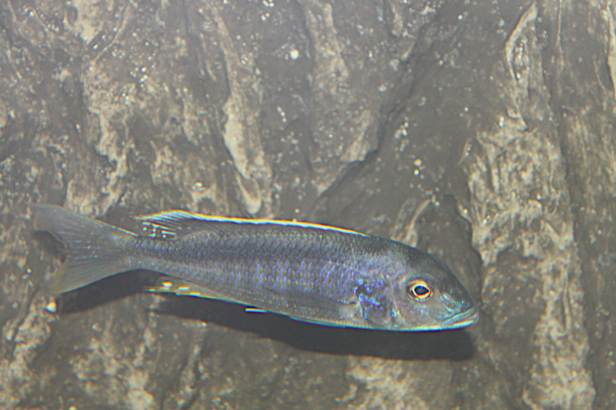 Buccochromis Spectabilis