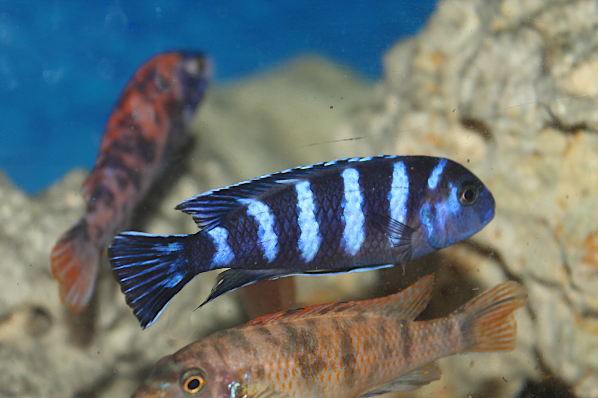 Chindongo Demasoni