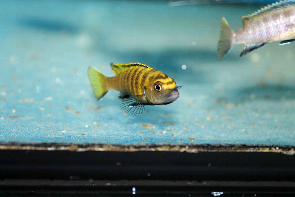 Chindongo Flavus