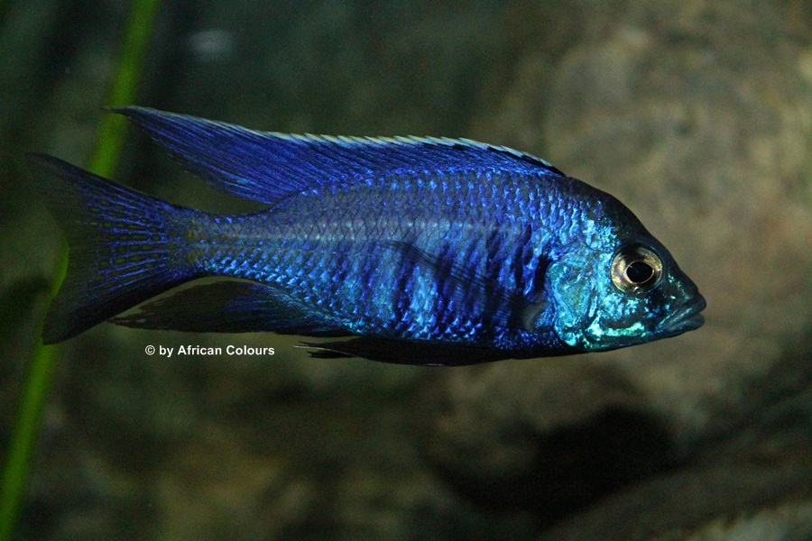 Copadichromis Azureus