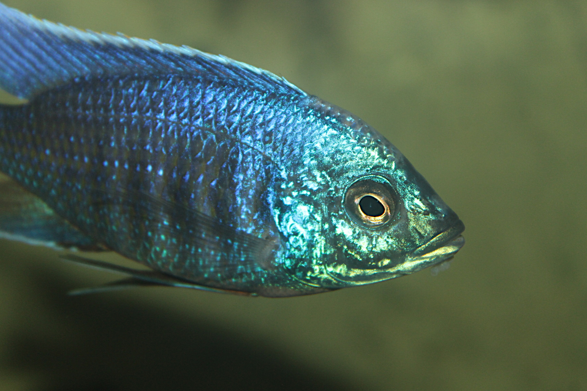 Copadichromis "No Spot Undu"