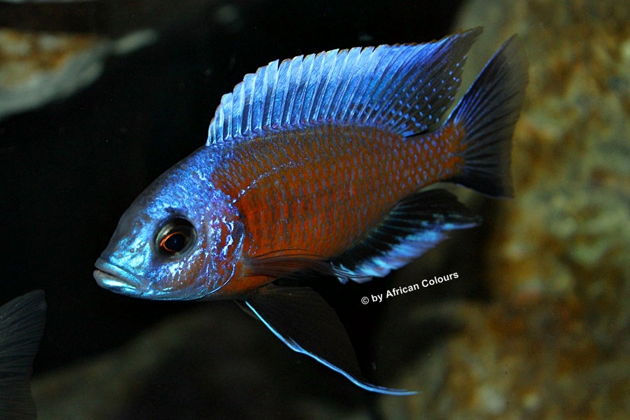 Copadichromis Kadango Red Fin