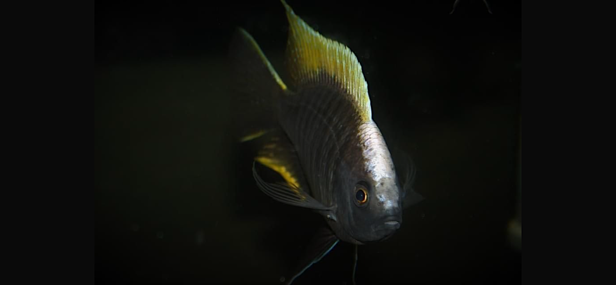 Copadichromis Geertsi Gome
