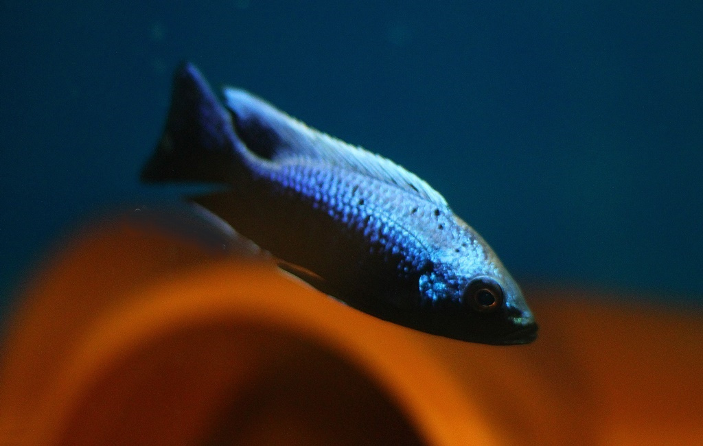 Copadichromis Trewavasae Likoma