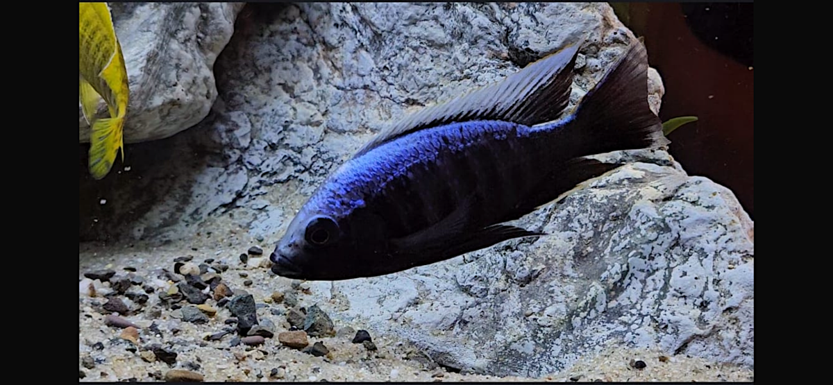 Copadichromis Trewavasae Msisi