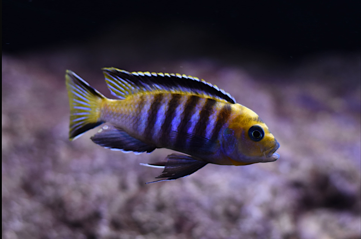 Cynotilapia Lion Manda
