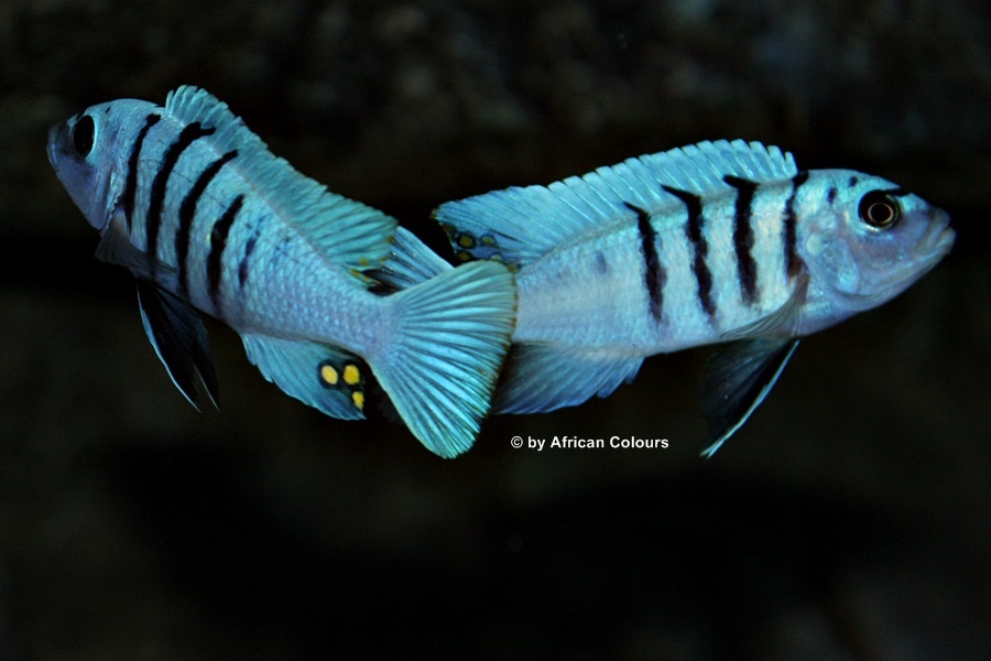 Cynotilapia Hara Galireya Reef