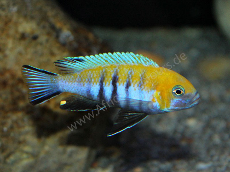 Cynotilapia Zebroides Cobue