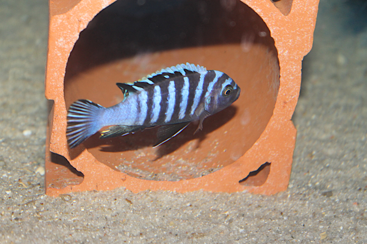 Cynotilapia Zebroides Hai Reef