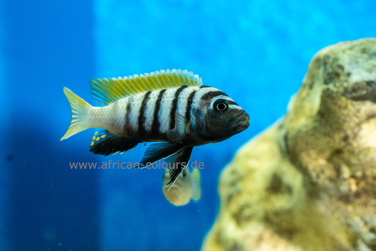 Cynotilapia Zebroides Jalo