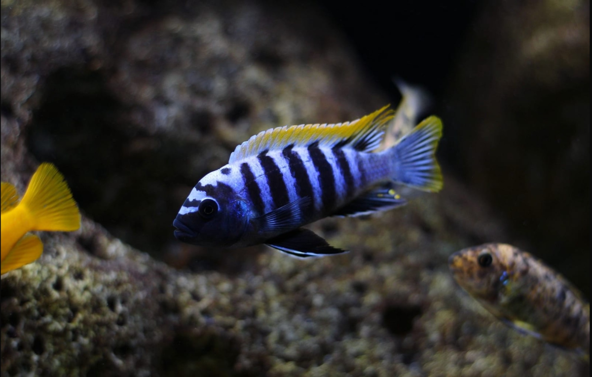 Cynotilapia Zebroides Luhuchi