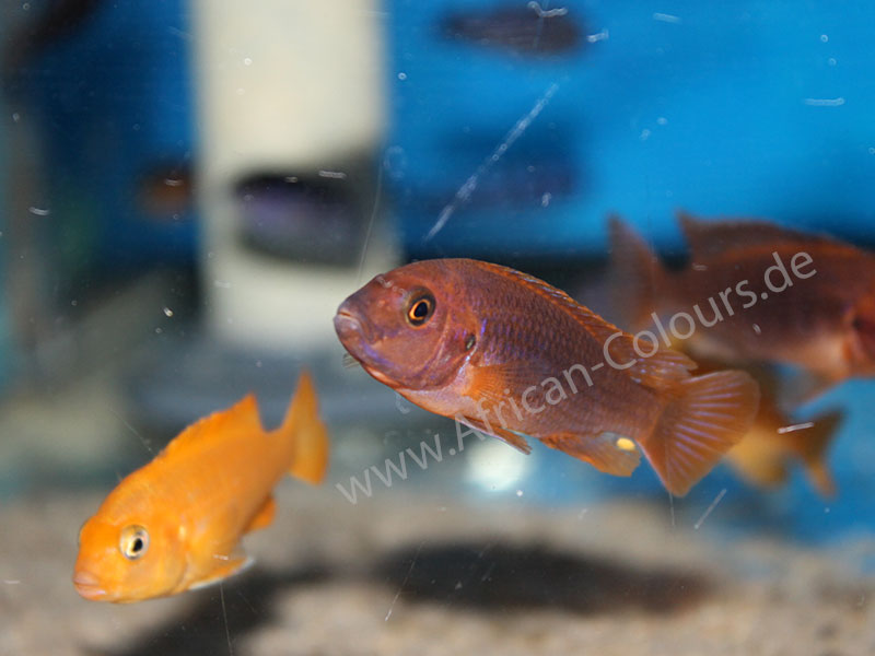 Iodotropheus Sprengerae