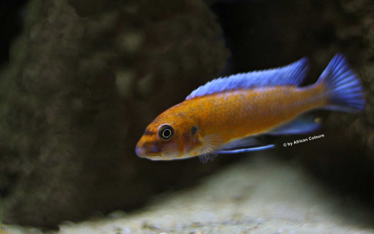 Labeotropheus Trewavasae Chilumba