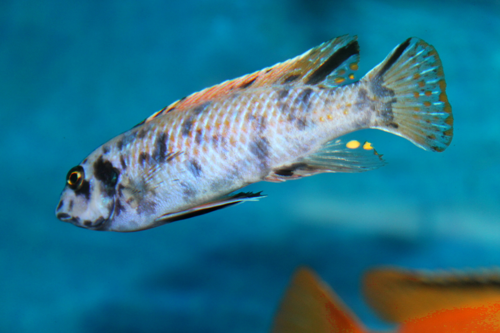 Labeotropheus Trewavasae Higga Reef