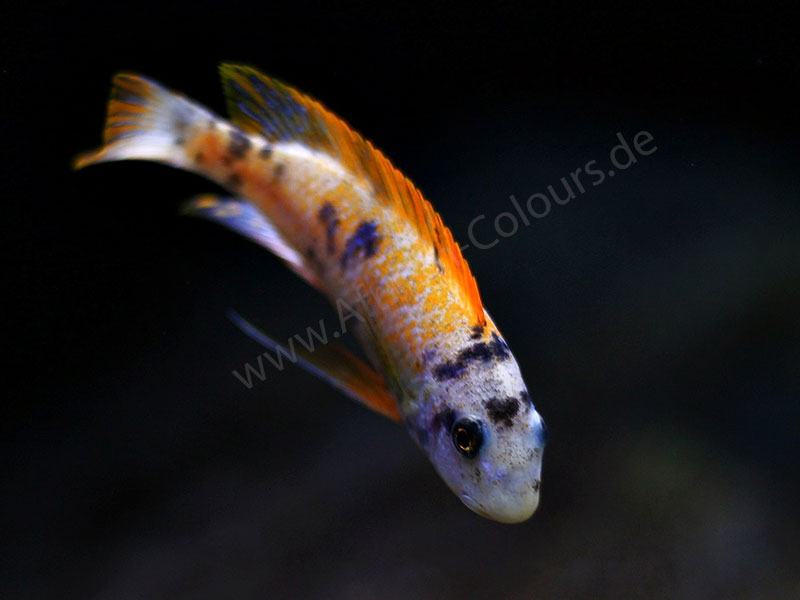 Labeotropheus Trewavasae Thumbi West