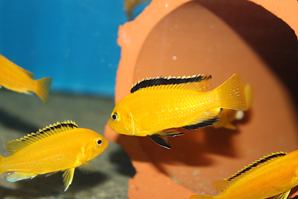 Labidochromis Caeruleus Yellow