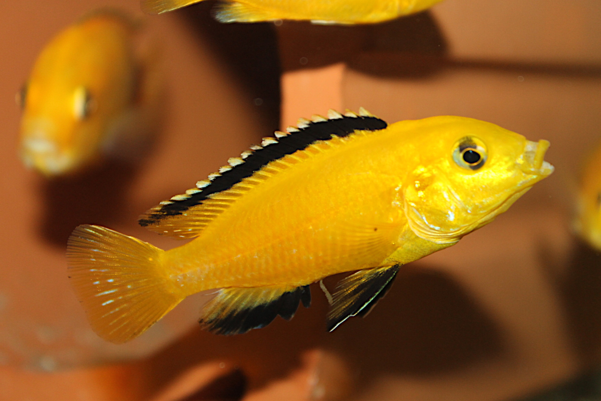 Labidochromis Caeruleus Yellow Mbowe