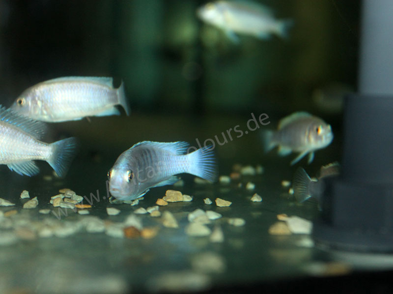 Labidochromis Chizumulae