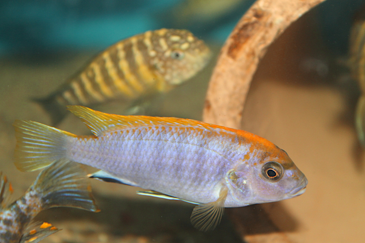 Labidochromis Hongi Lundo Island