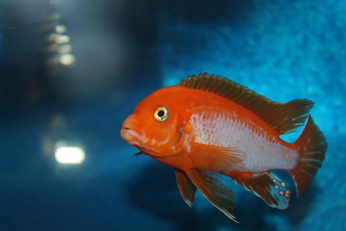 Labidochromis Hongi Sunflower