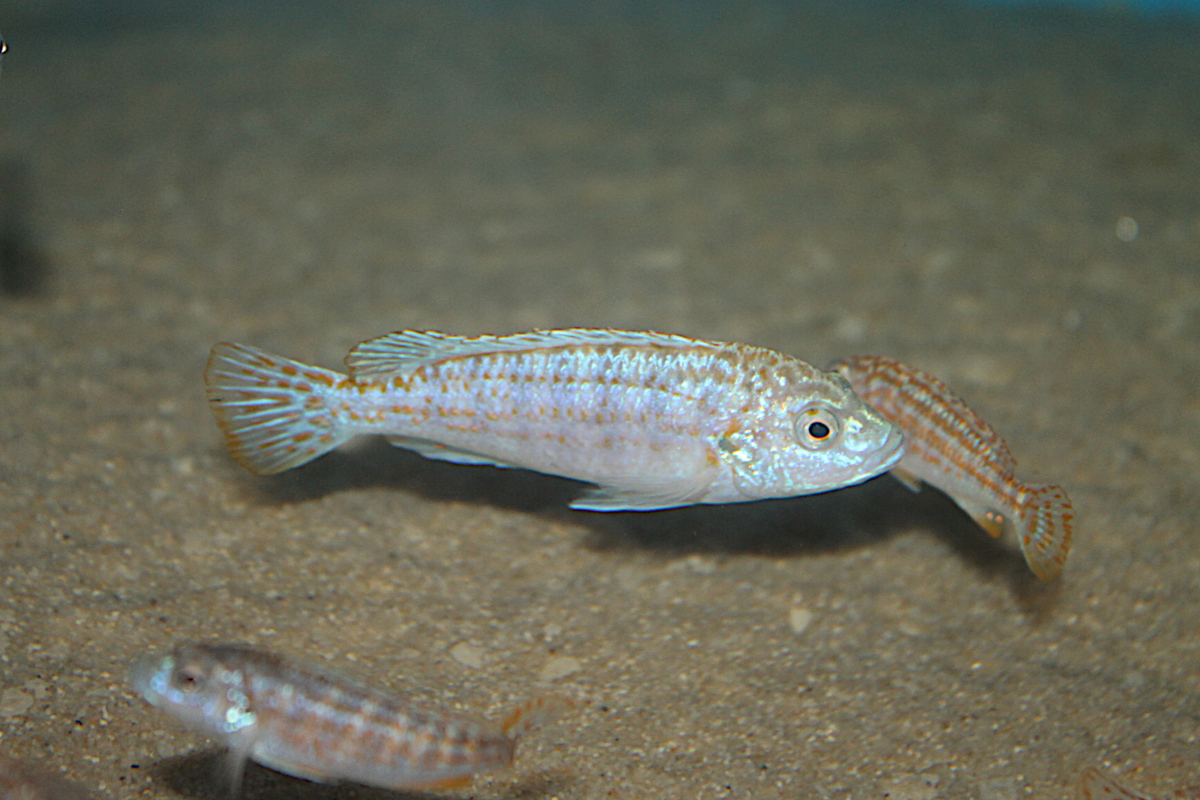 Labidochromis Joanjohnsonae