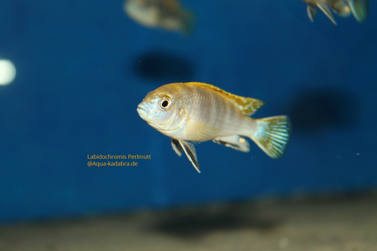 Labidochromis Perlmutt