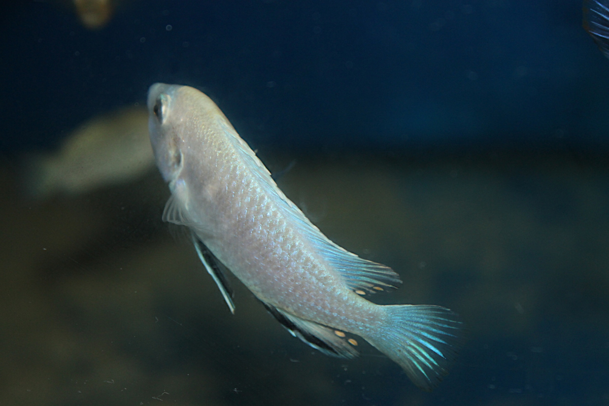 Labidochromis White Nkhata