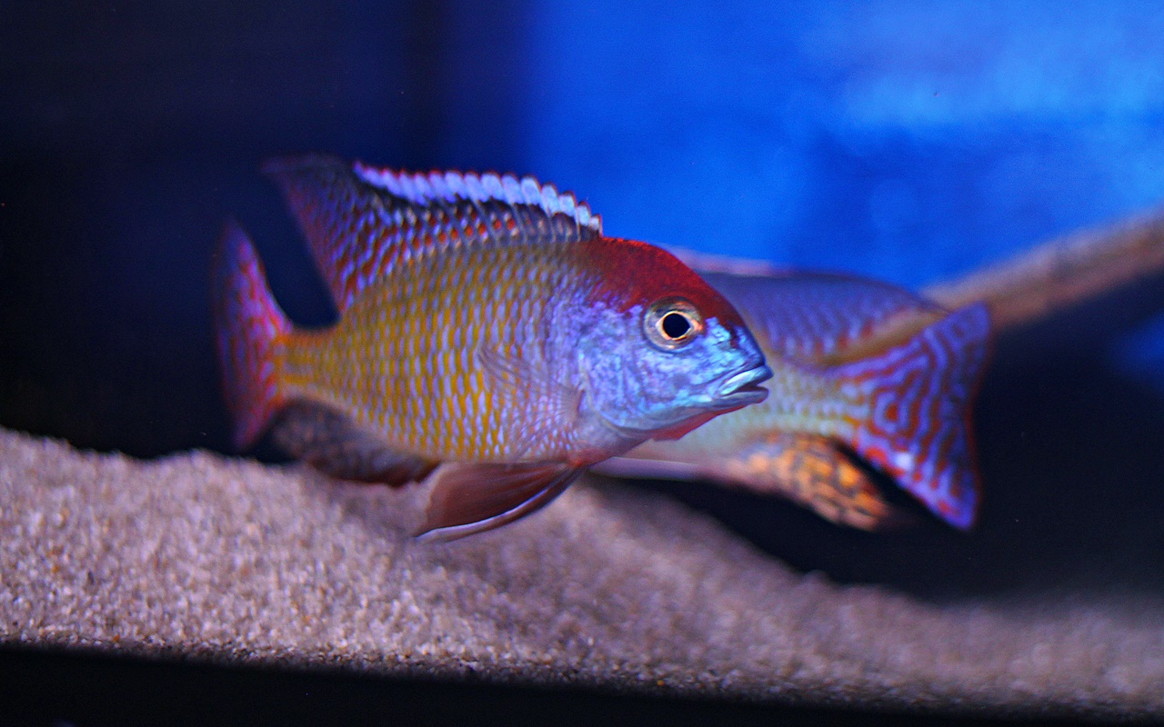 Lethrinops Red Cap Itungi