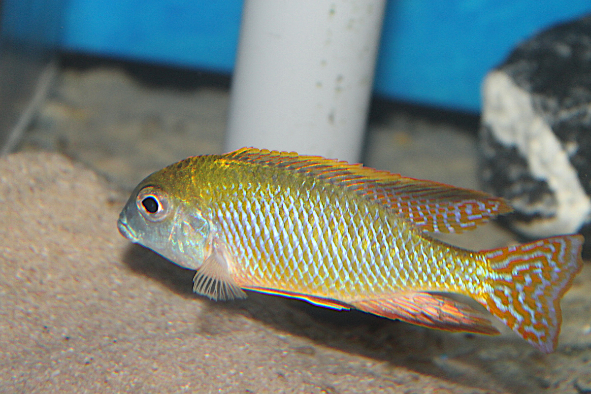 Lethrinops sp. Auritus Makokola Mdala Rocks