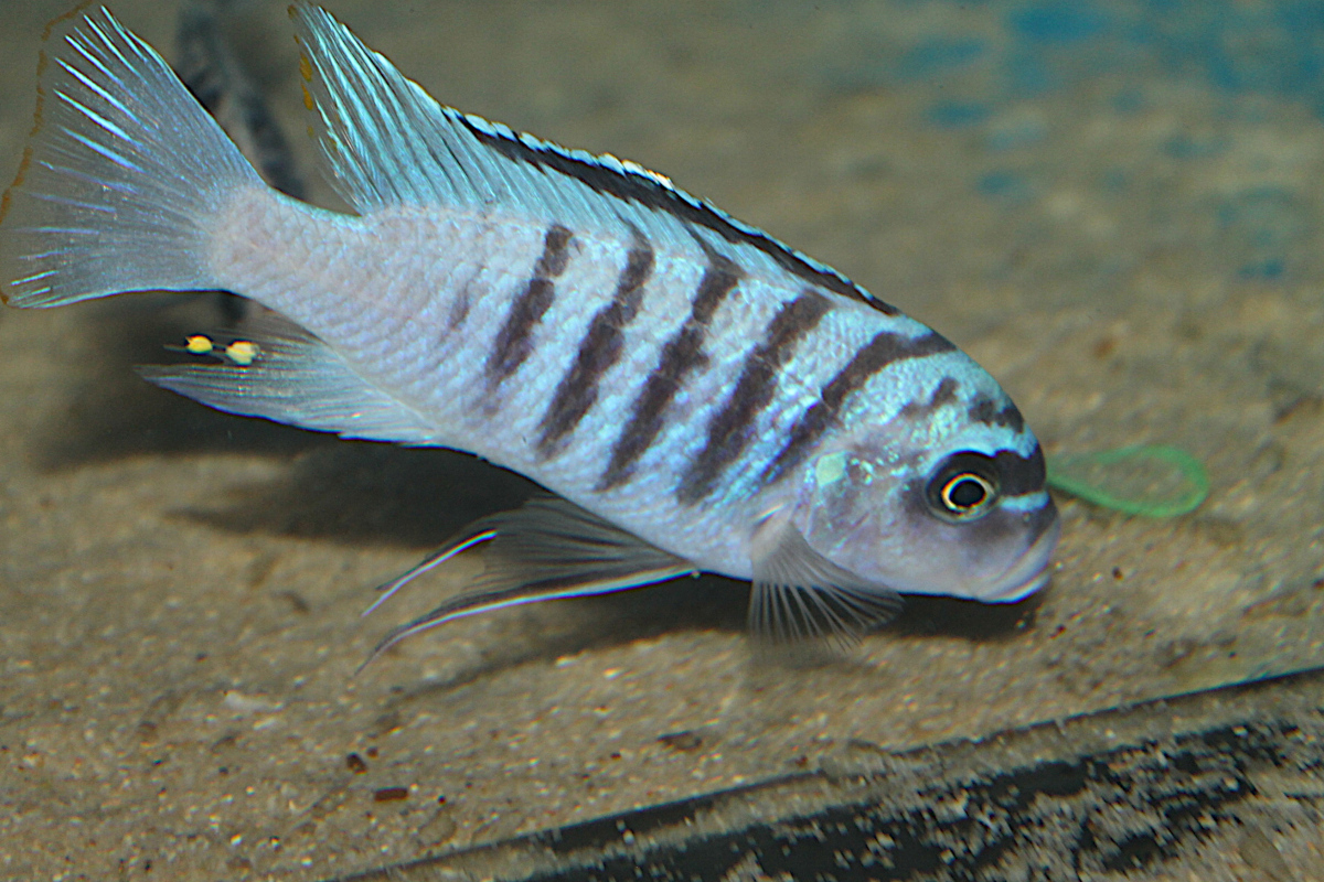 Maylandia Fainzilberi Hai Reef