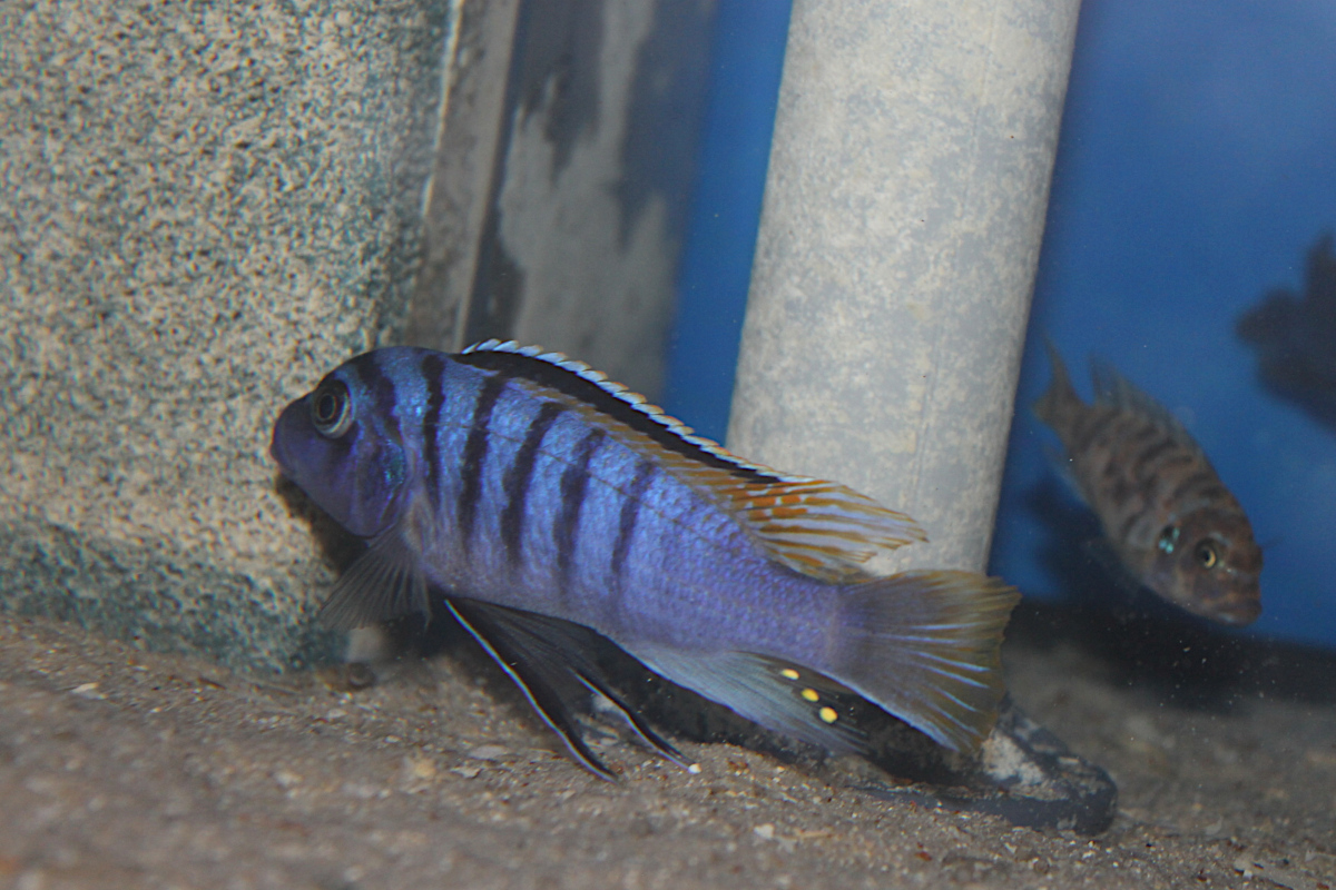Maylandia Fainzilberi Lundu "Black Margin"