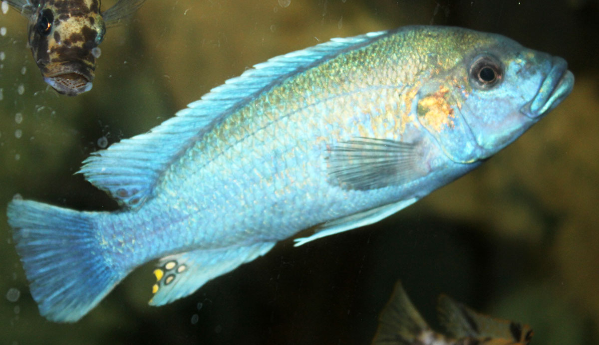 Melanochromis Lepidiadaptes