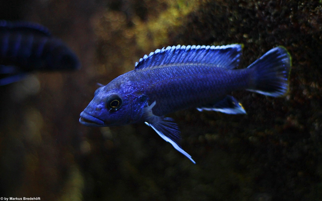 Melanochromis Northern Blue(Kaskazini)
