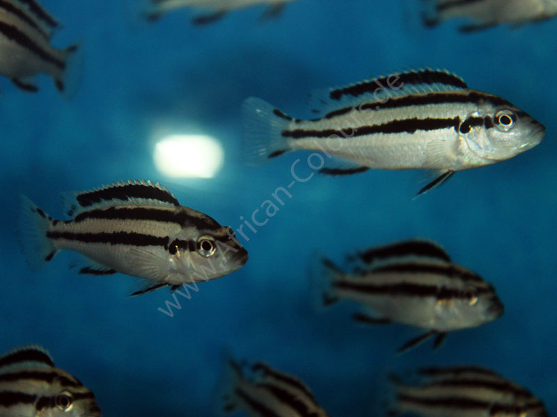 Melanochromis Parallelus