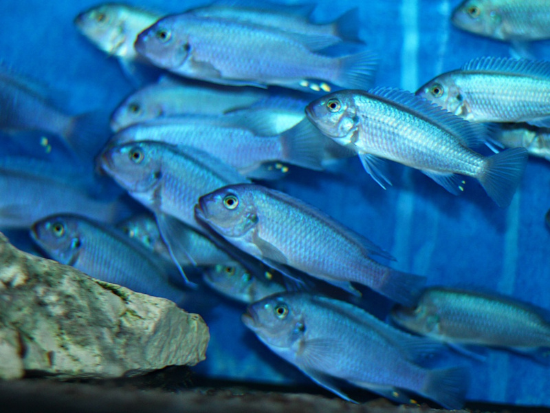 Metriaclima Callainos Bright Blue