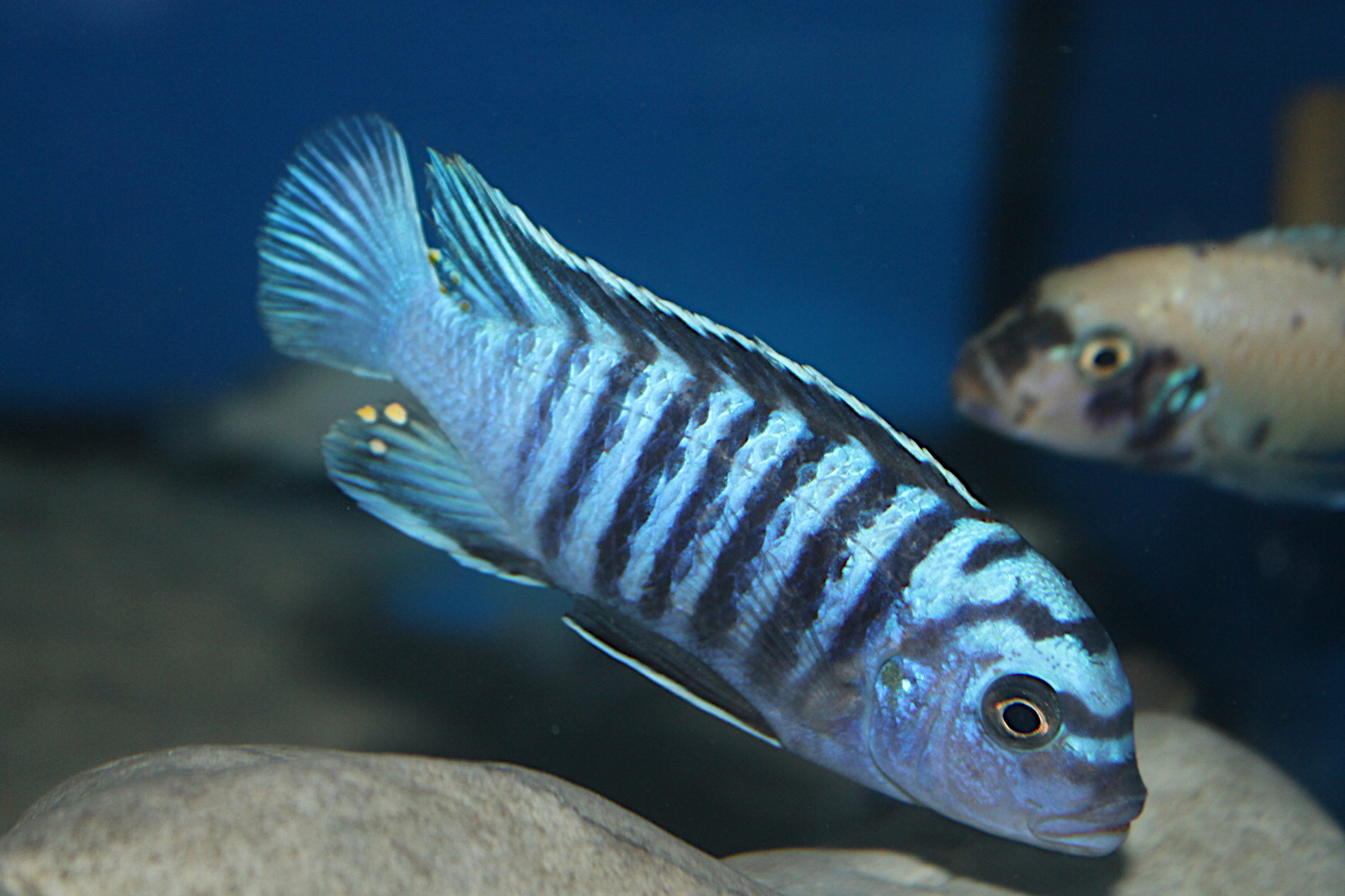 Metriaclima Phaeos Undu Reef