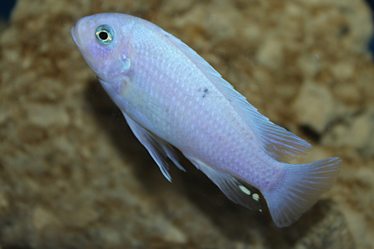 Metriaclima Callainos Pearl White Kirondo